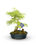 Metasequoia Bonsai Plant