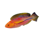 Pintail Wrasse Fish