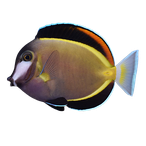Brown Tang Fish