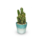 Mini San Pedro Cactus Plant