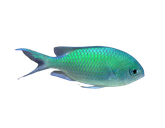 Green Chromis  Fish