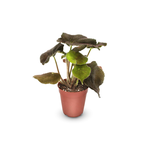 Begonia Masoniana River - Plant