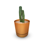 Cereus Peruvianus Florida Cactus Plant
