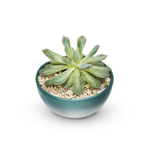 Succulent in Mini Vase Plant